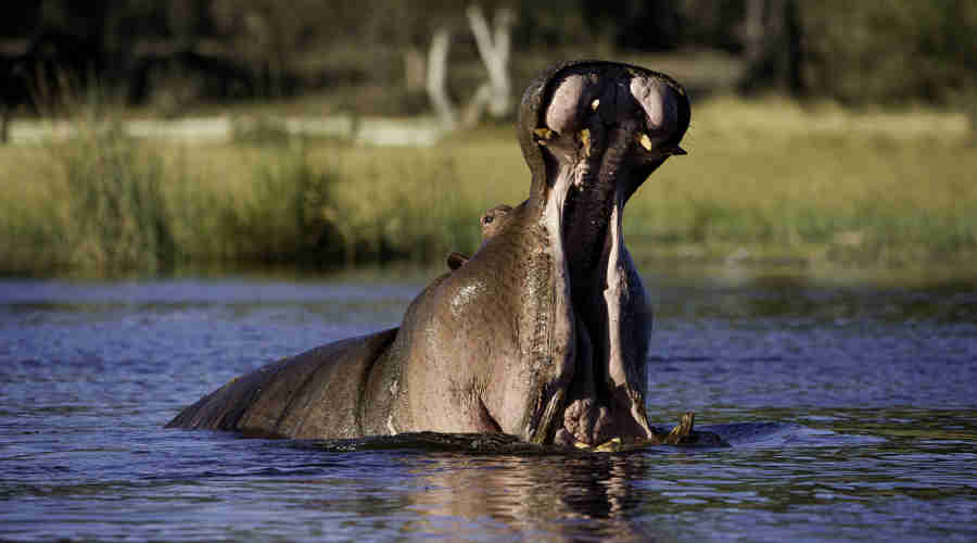 hippo, botswana wildlife safaris, africa holiday destination