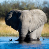 African Bull Elephant Approaches - Botswana - popular Elephant Photograph