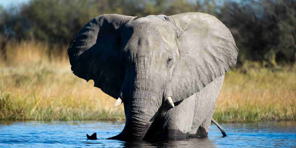 elephant close up, botswana, africa areas and experiences