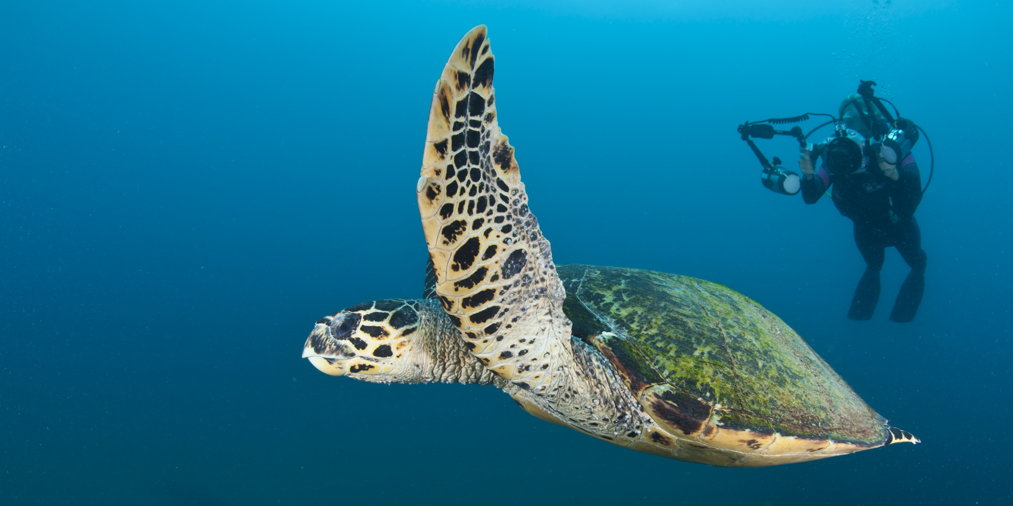 sea turtle, kwazulu natal coast, south africa safaris