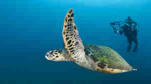 sea turtle, kwazulu natal coast, south africa safaris