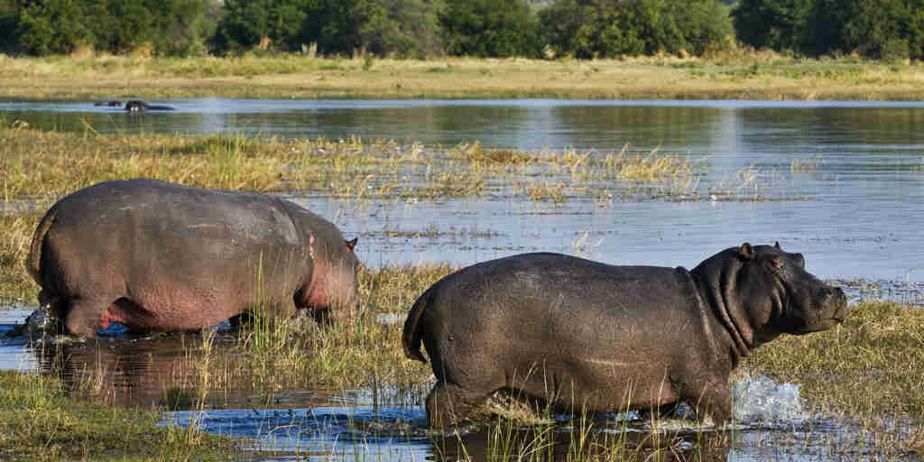 hippos in botswana private reserves, africa safari destinations