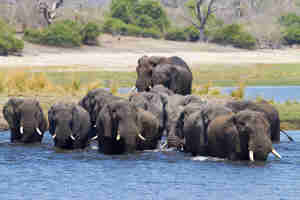 elephant herd, chobe national park, botswana safaris