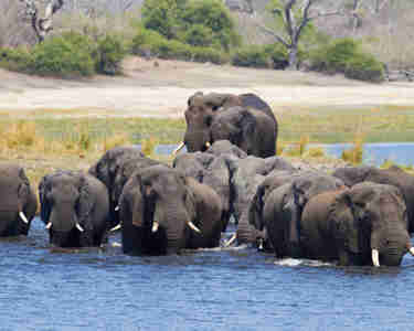 elephant herd, chobe national park, botswana safaris