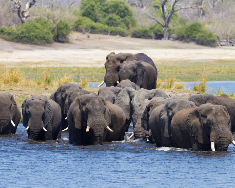 elephant herd, chobe national park, botswana safaris