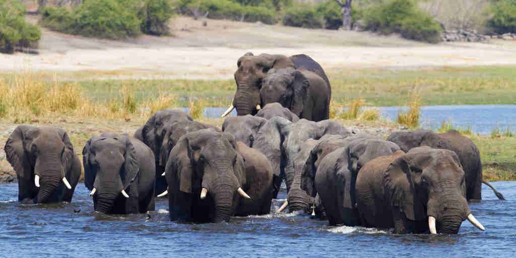 elephant herd in water, botswana, africa areas and experiences