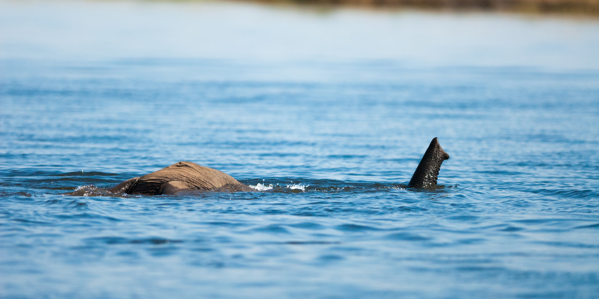elephant trunk, botswana, africa areas and experiences