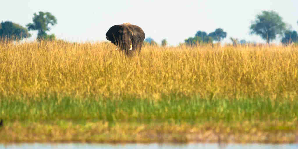 elephant in long grass, botswana areas and experiences