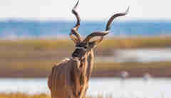 antelope in chobe national park, botswana safaris