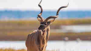 antelope in chobe national park, botswana safaris