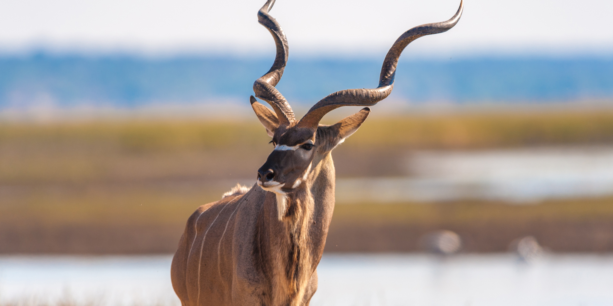 antelope in chobe national park, botswana safaris