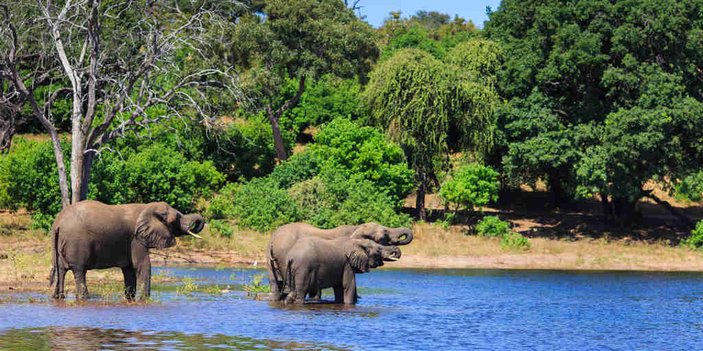 elephants in chobe national park, botswana safaris