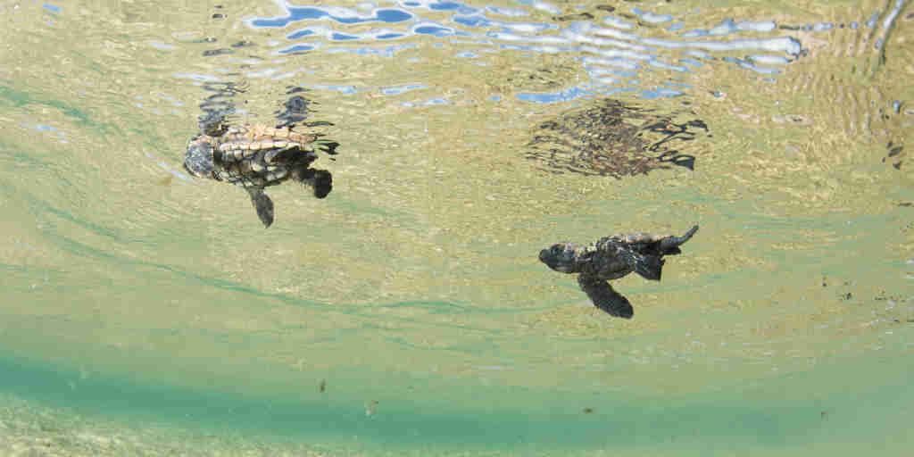 baby sea turtles, kwazulu natal coast, south africa