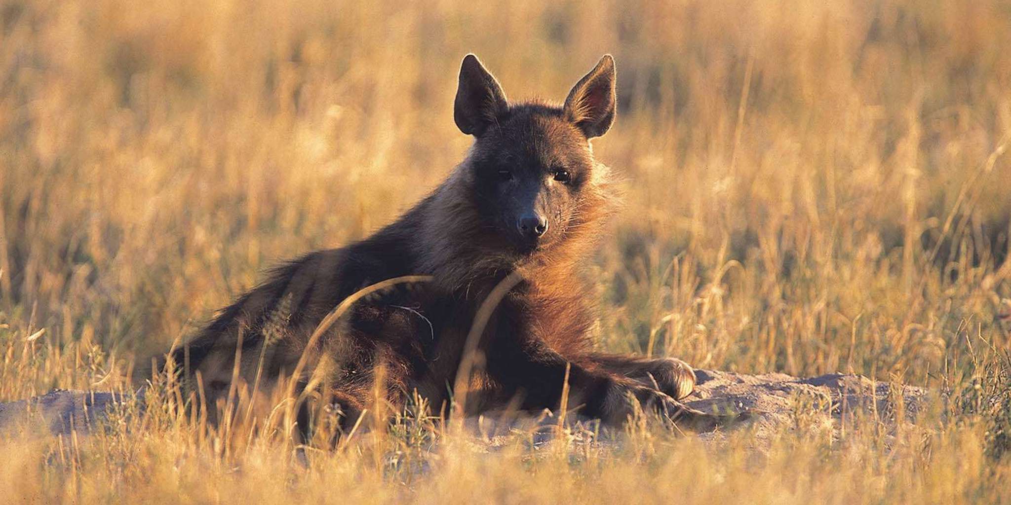 wildlife, Makgadikgadi Salt Pans, botswana safari vacations
