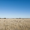 central kalahari, botswana safaris, africa holidays
