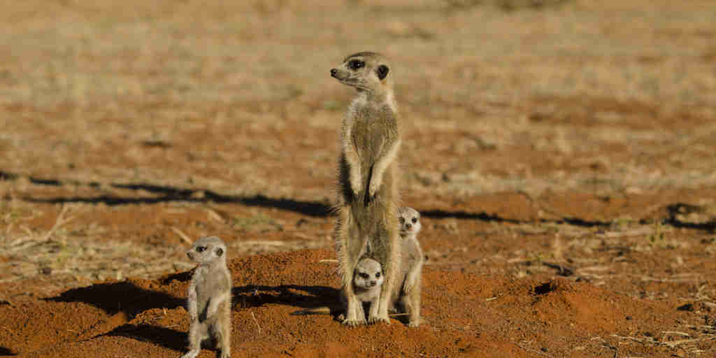  meerkat safaris, central kalahari, botswana, africa vacations