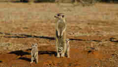 meerkat safaris, central kalahari, botswana, africa holidays