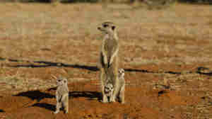 meerkat safaris, central kalahari, botswana, africa vacations