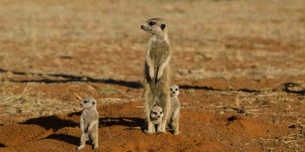 meerkat safaris, central kalahari, botswana, africa holidays