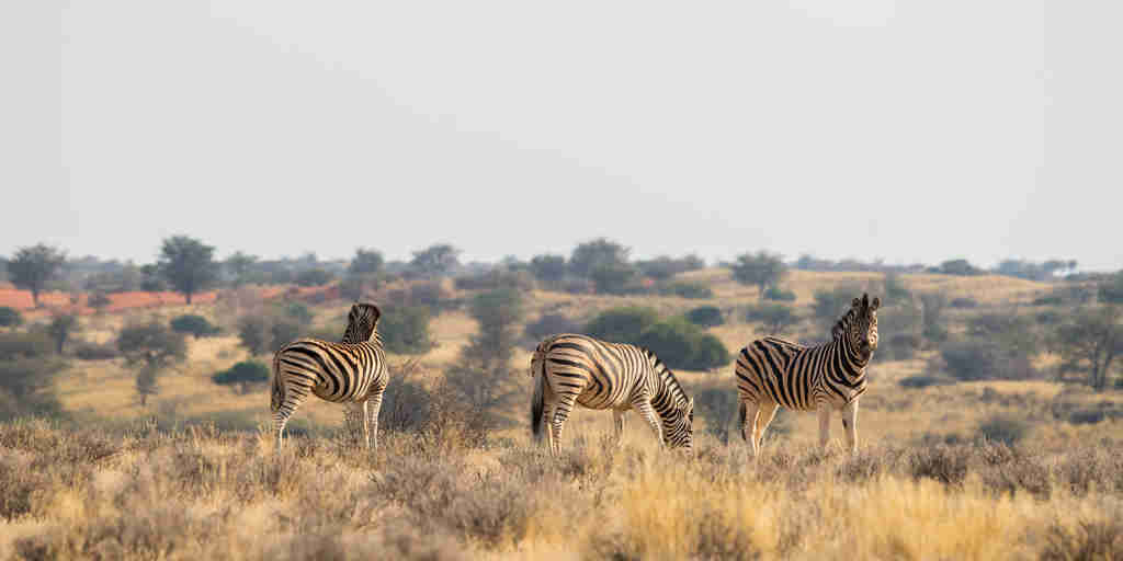 lion safaris, central kalahari, botswana, africa vacations