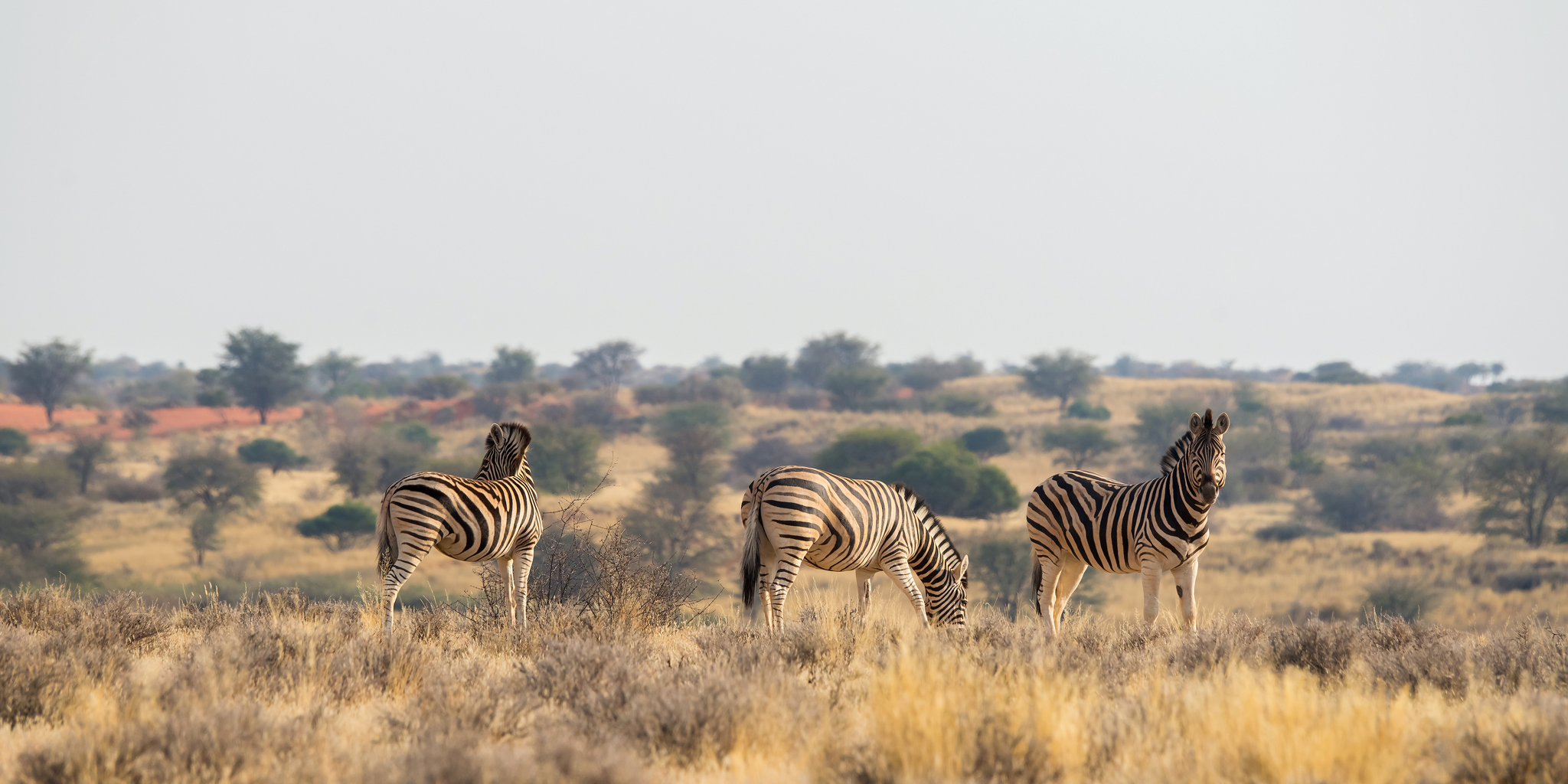 lion safaris, central kalahari, botswana, africa holidays