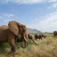Elephant herd, Samburu national reserve safaris, Kenya