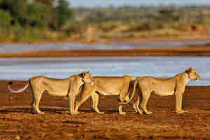 Lion in the Samburu national reserve, Kenya safaris