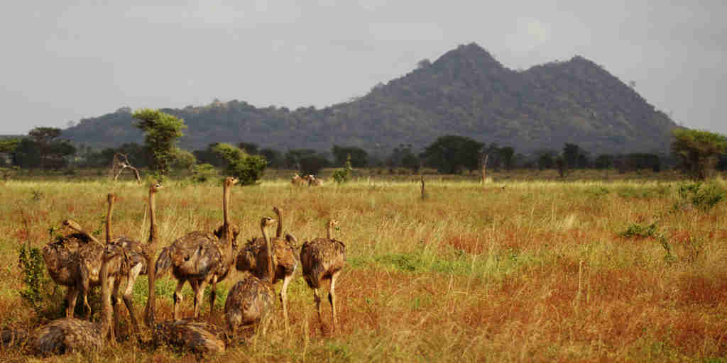 wildlife in meru national park, kenya safaris