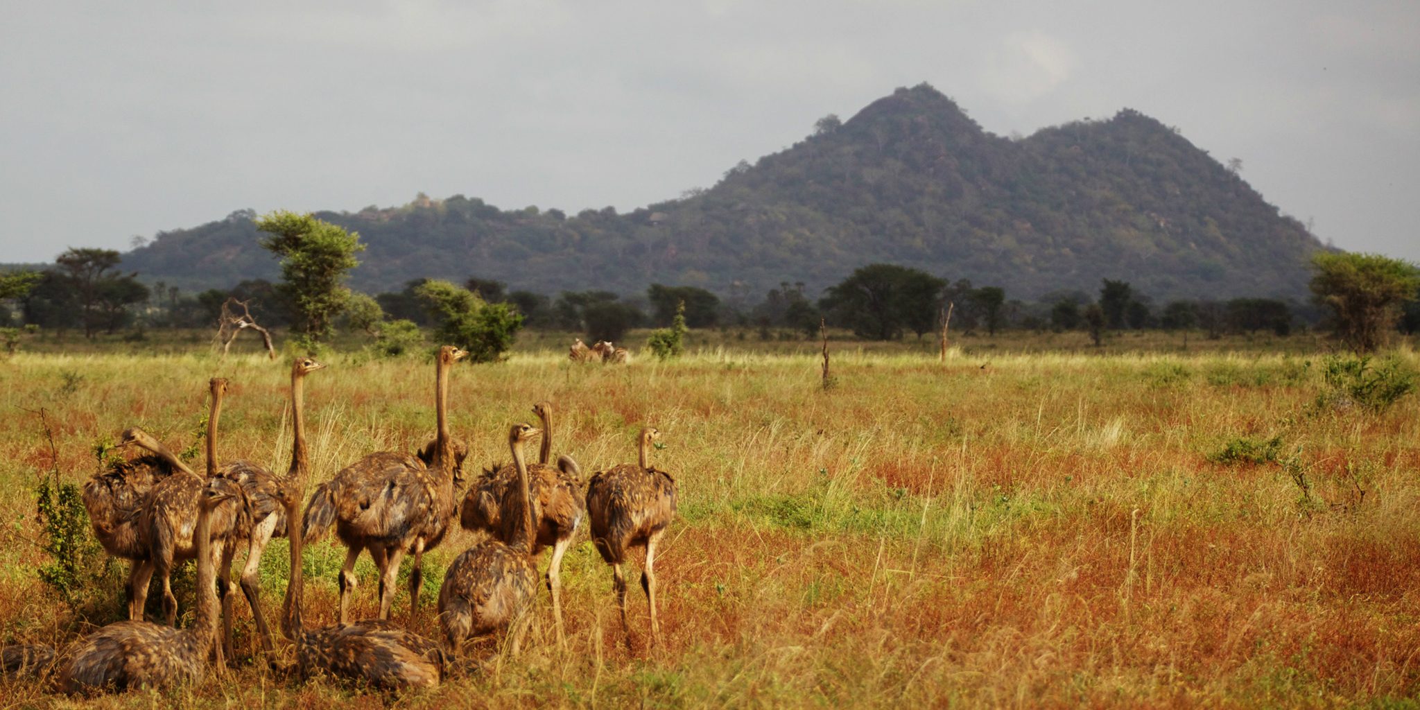 wildlife in meru national park, kenya safaris