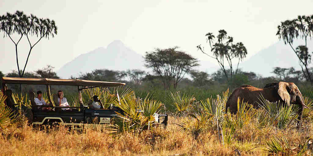 Elephant game drive, meru national park, kenya