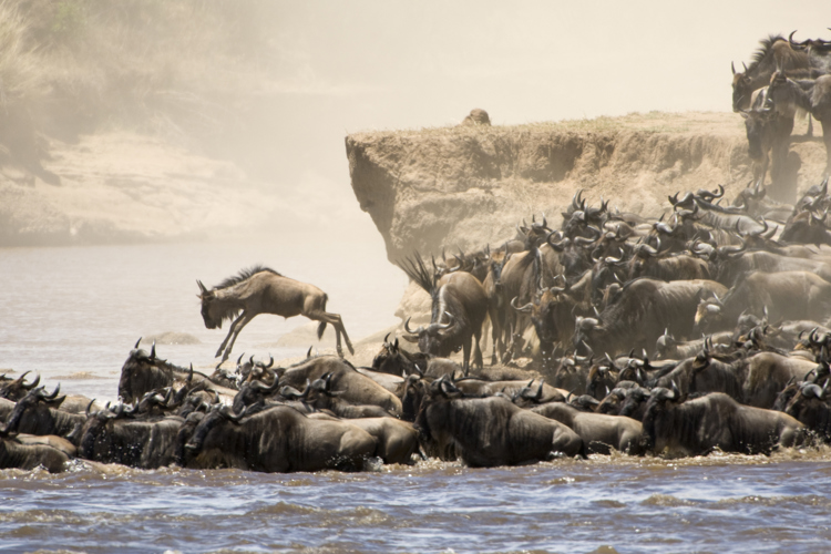 Wildebeest crossing the Maasai Mara, Kenya safaris