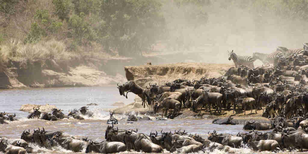 Wildebeest crossing the Maasai Mara, Kenya safaris