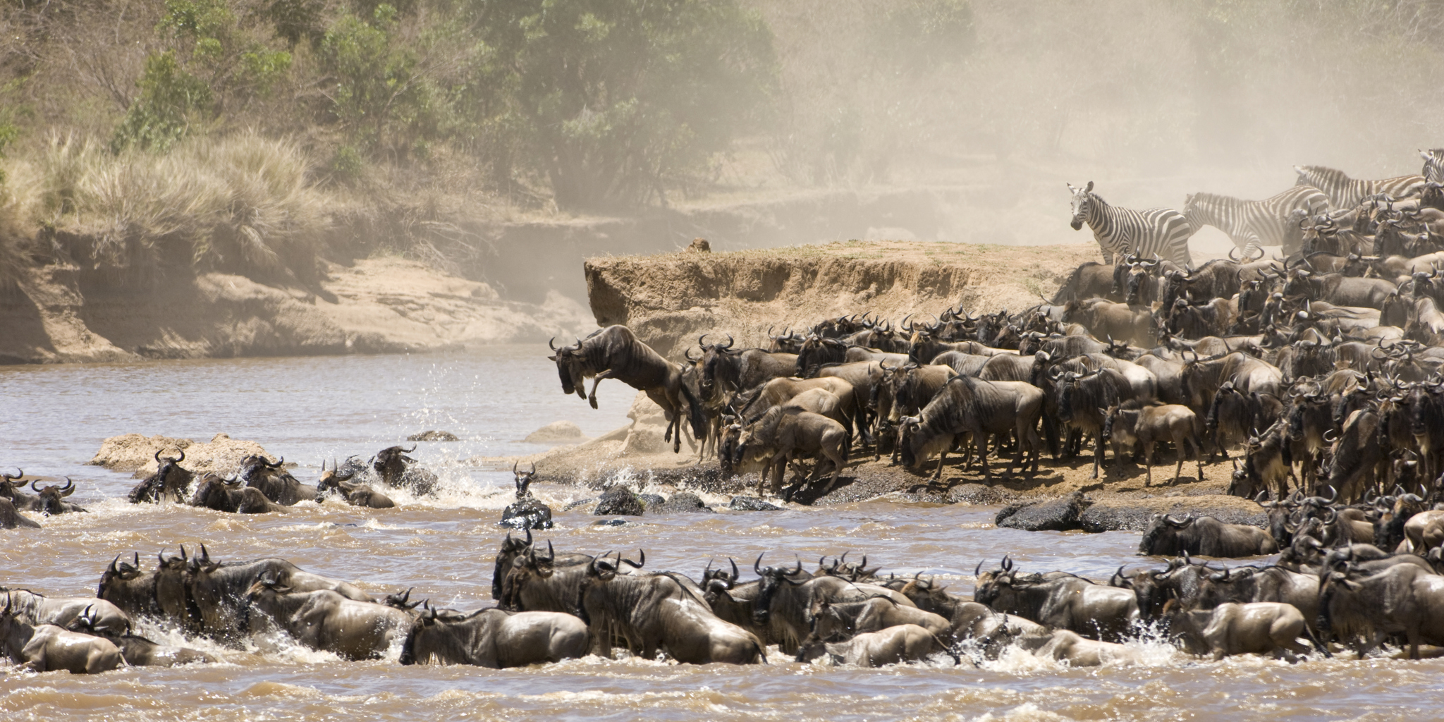 Experience Kenya #39 s Great Migration Big Cats Experience Kenya #39 s Great Migration Big Cats