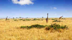 Giraffe in the Maasai Mara National Park, Kenya