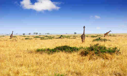 Giraffe in the Maasai Mara National Park, Kenya