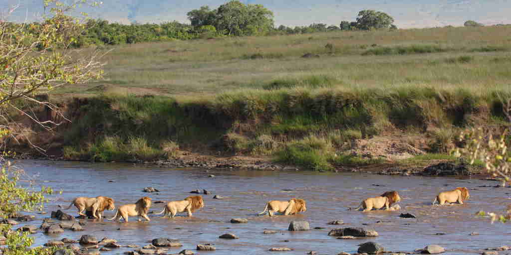Lions crossing the Mara River, Kenya safaris