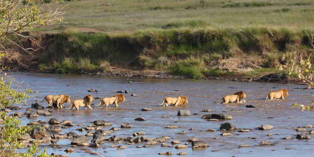 Lions crossing the Mara River, Kenya safaris