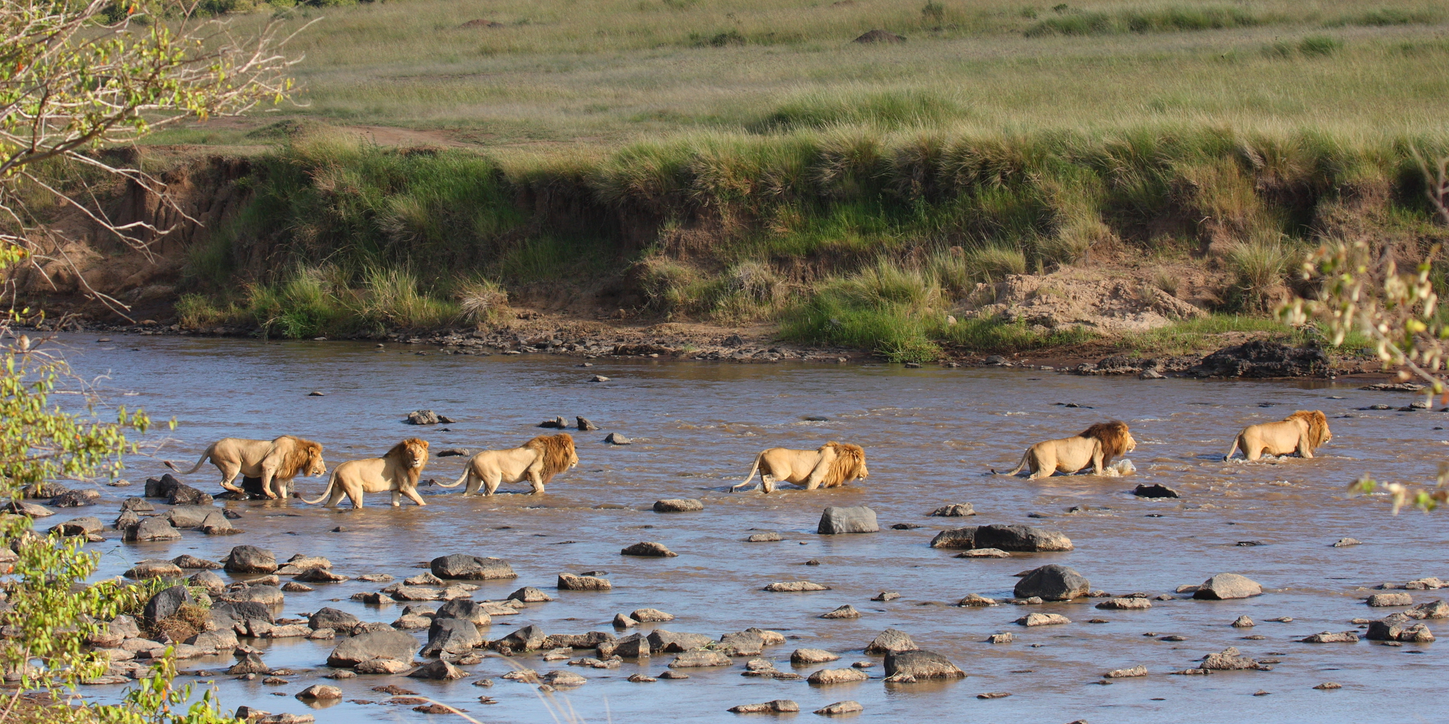 The Great Migration Kenya #39 s Big Cats The Great Migration Kenya #39 s Big Cats