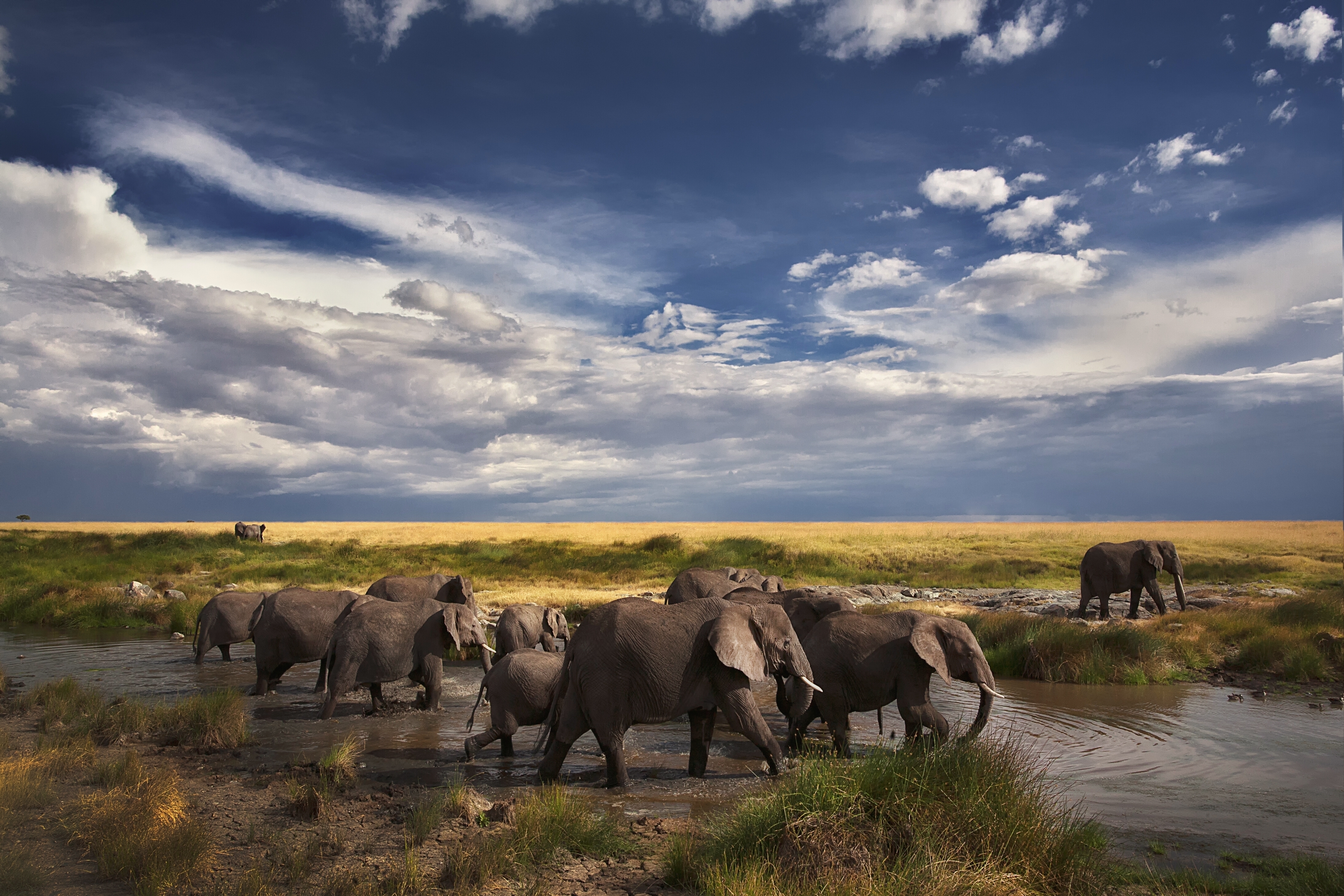 Maasai Mara National Reserve Kenya Safaris Yellow Zebra Safaris   Shutterstock 187207979 