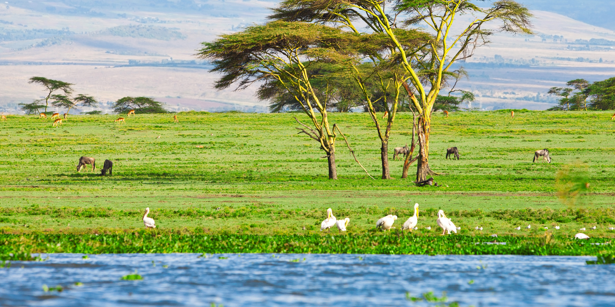 Lake Naivasha national park wildlife, Kenya safaris 