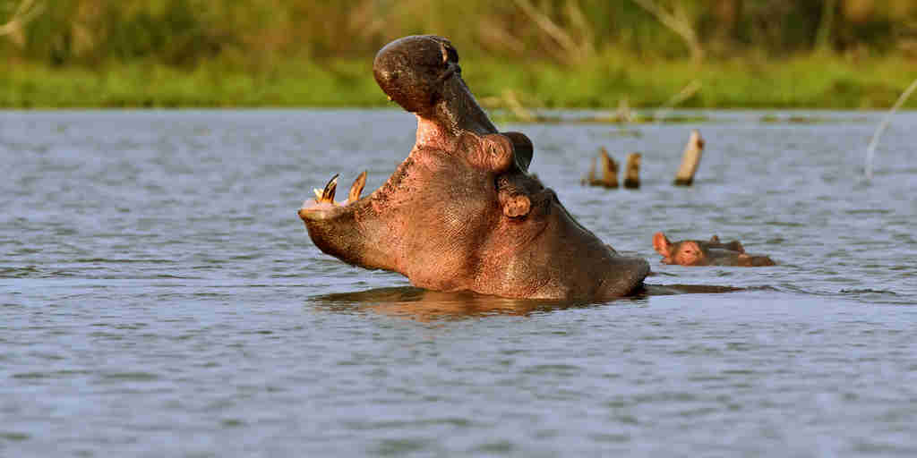 Hippo in Lake Naivasha, Kenya safari holidays