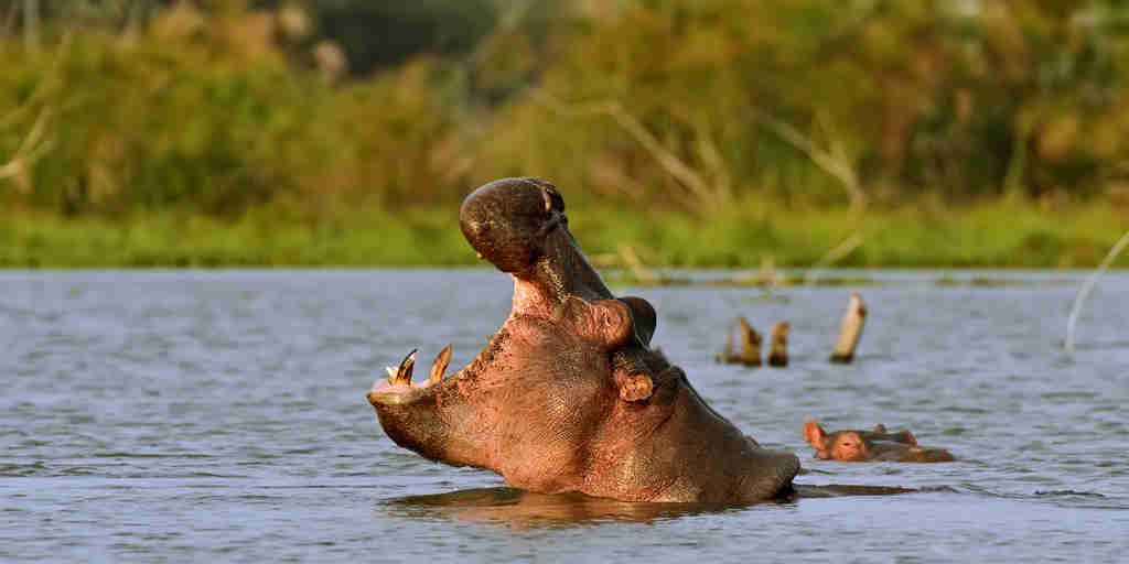 Hippo in Lake Naivasha, Kenya safari holidays