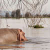 Hippo safaris, Lake Naivasha national park, Kenya