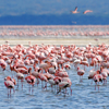 flamingo, Lake Nakuru national park, Kenya safaris