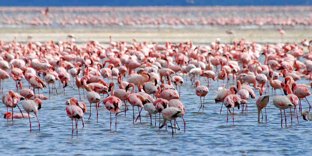 flamingo, Lake Nakuru national park, Kenya safaris