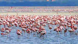 flamingo, Lake Nakuru national park, Kenya safaris