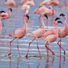 flamingo flock, Lake Nakuru, Kenya safaris