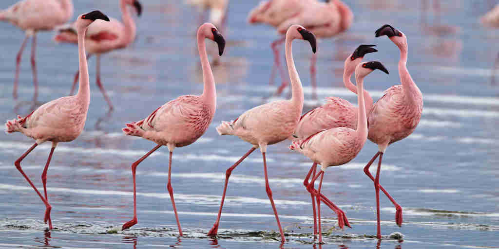 flamingo flock, Lake Nakuru, Kenya safaris