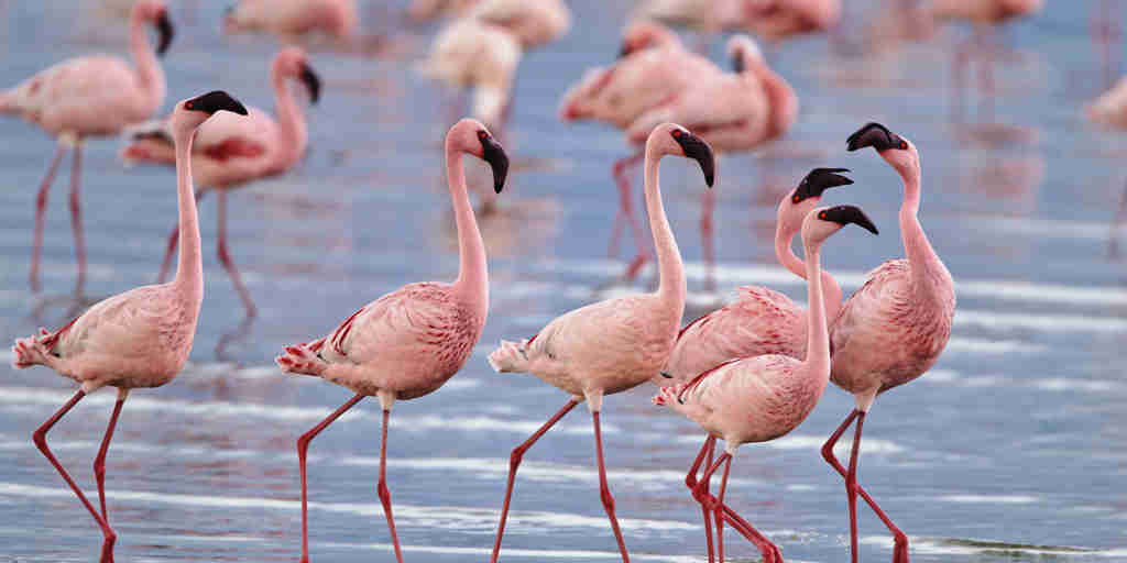 flamingo flock, Lake Nakuru, Kenya safaris