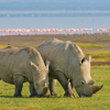 white rhino, lake Nakuru safaris, Kenya holidays